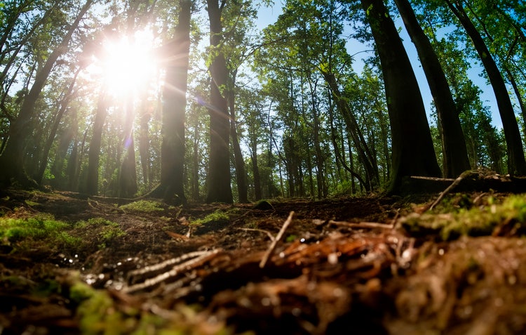 Blick auf Baumkronen vom Waldboden aus