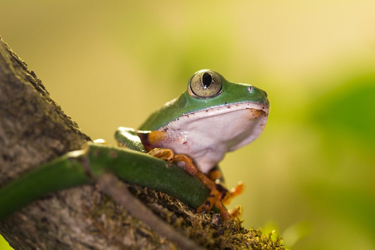 Frosch in Froschperspektive auf einem Ast