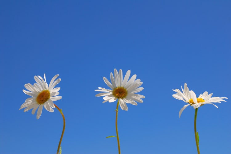 Margeriten von unten aufgenommen vor blauem Himmel
