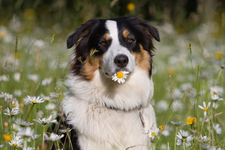 Hund sitzt mit Margerite im Maul im Margeritenfeld