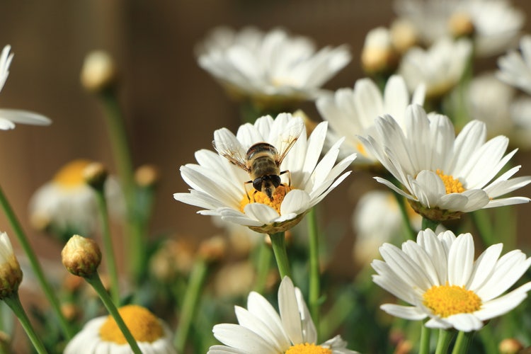 Margeriten mit Biene aus der Aufsicht