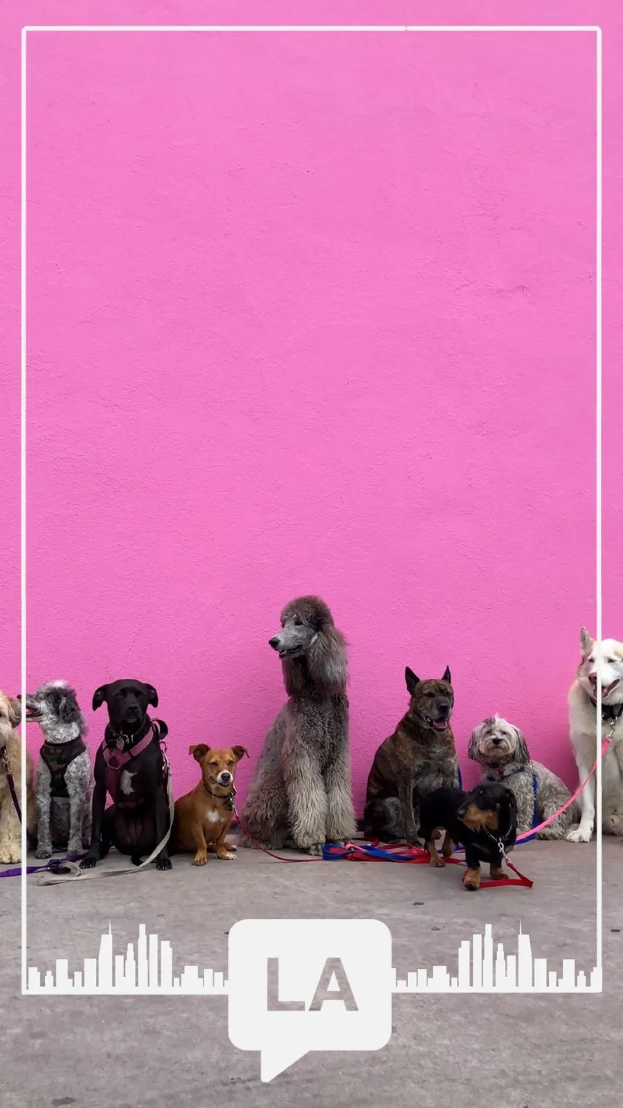 Pink Snapchat Geofilter with Dogs