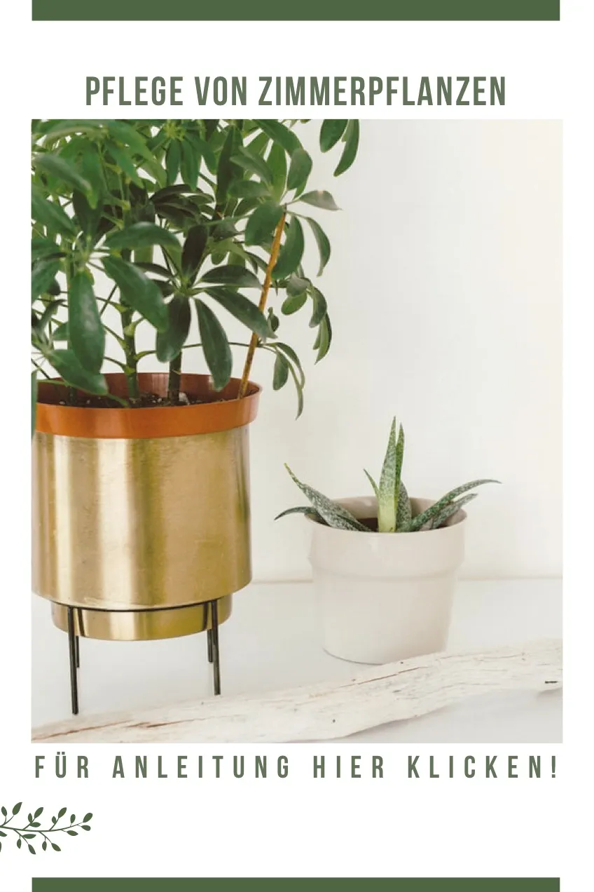 indoor plant care guide pinterest