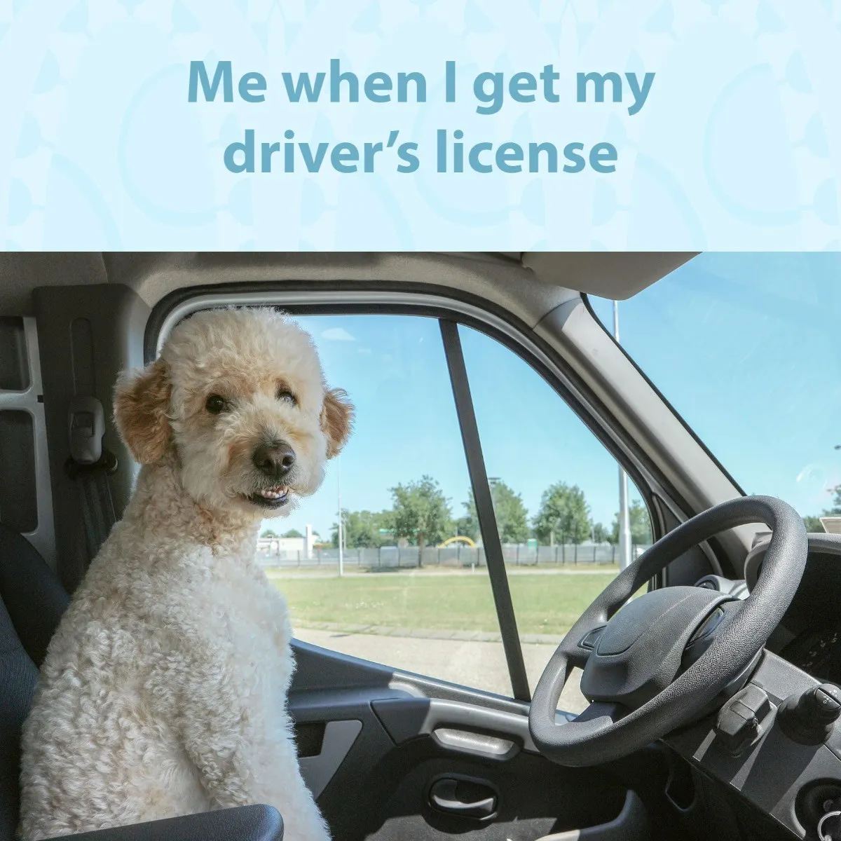 Blue Funny When I Get My Driver's License Driving Dog Meme