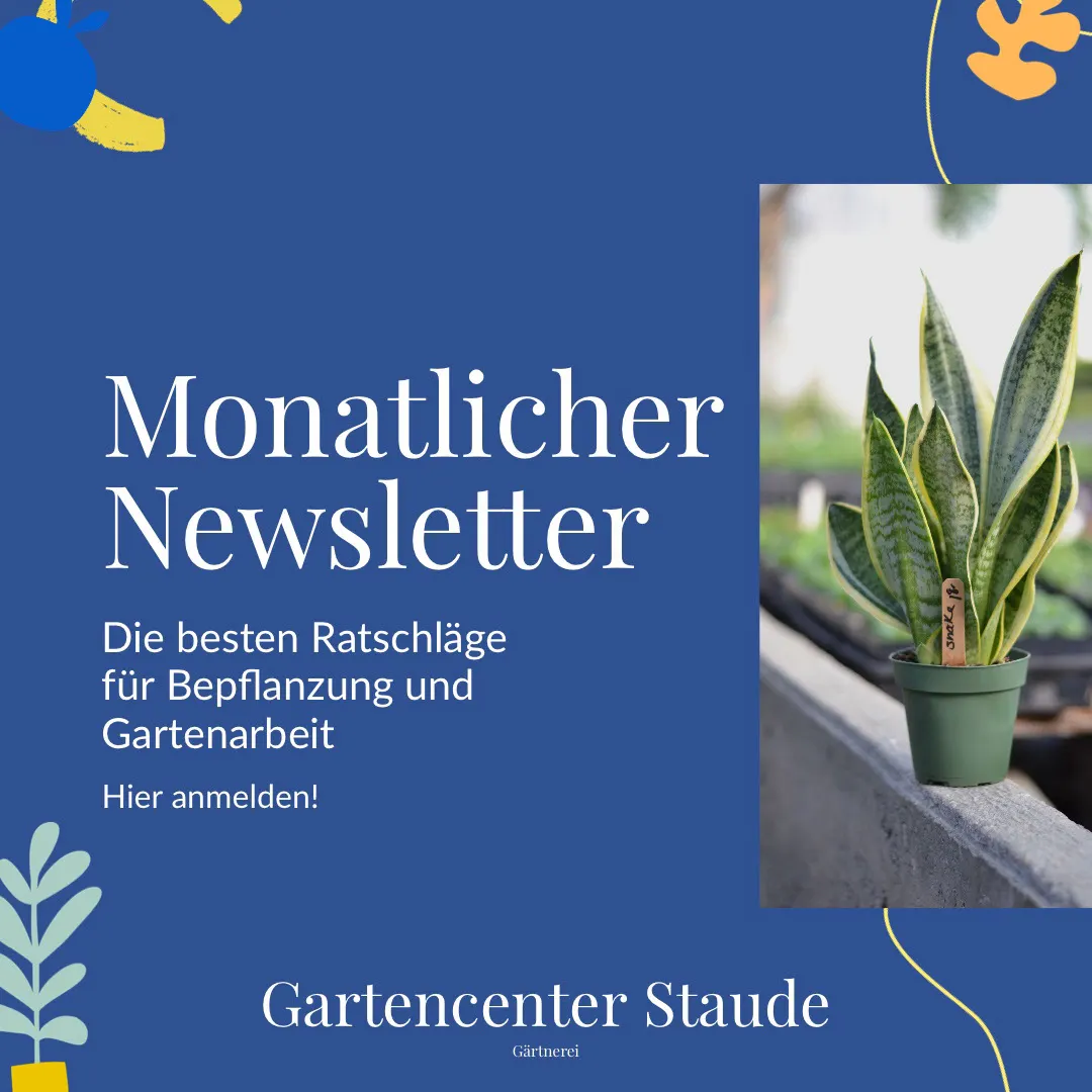Blue Monthly Newsletter Plants Instagram Square