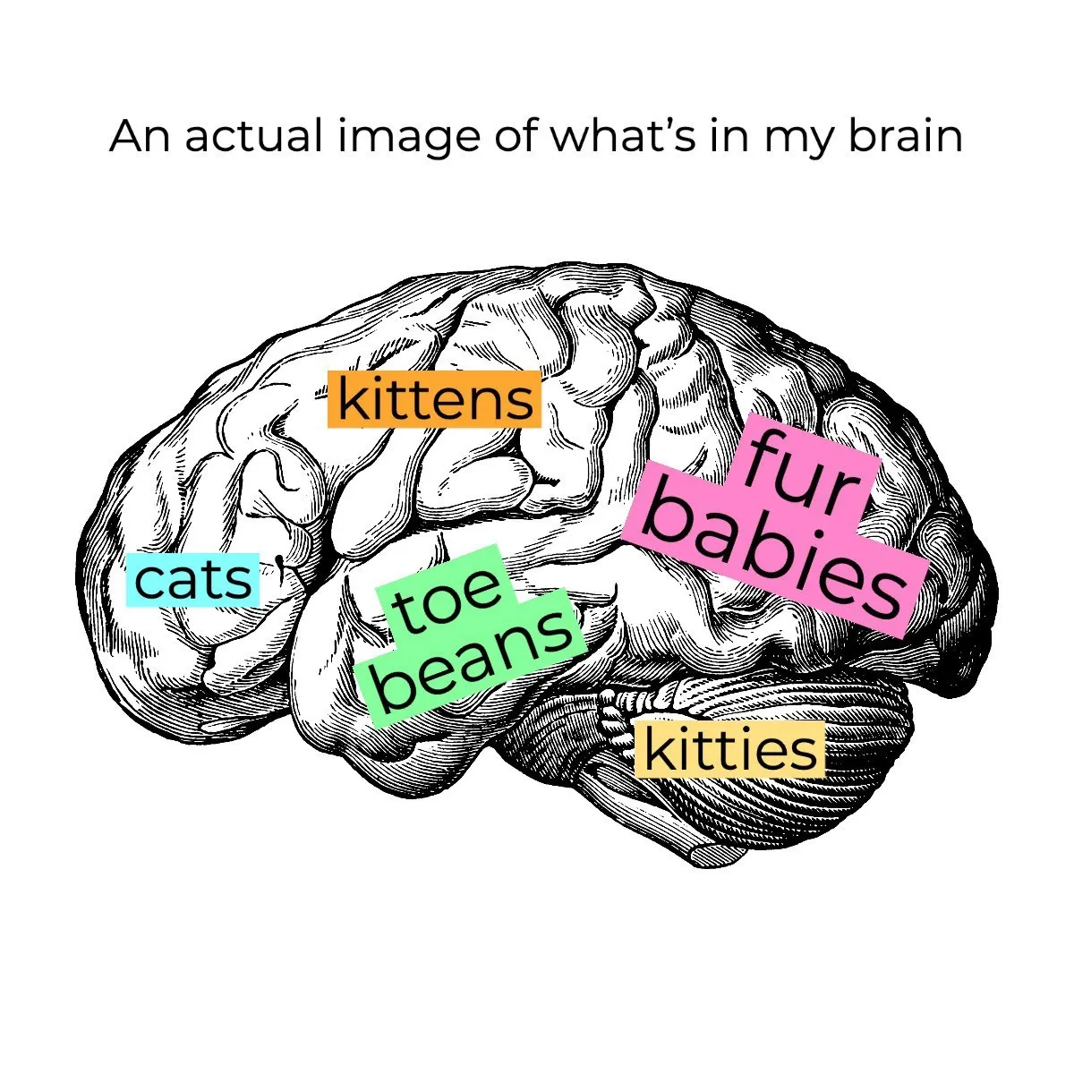 Simple Multicolor Brain Meme