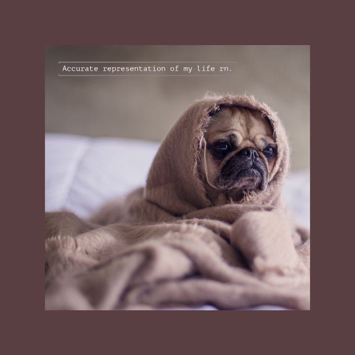 Cozy Animal Instagram Square Meme with Pug Wrapped in Blanket Dog Meme