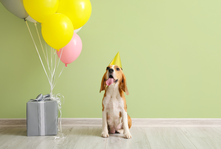 Lustige GIF-Geburtstagsgrüße versenden mit Adobe Express.