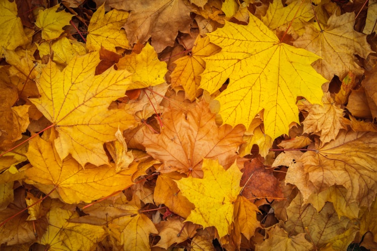 Herbstsprüche und Herbstgedichte für deine Herbstdesigns | Adobe Express