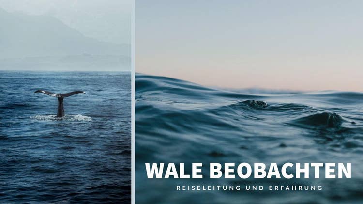 WALE BEOBACHTEN