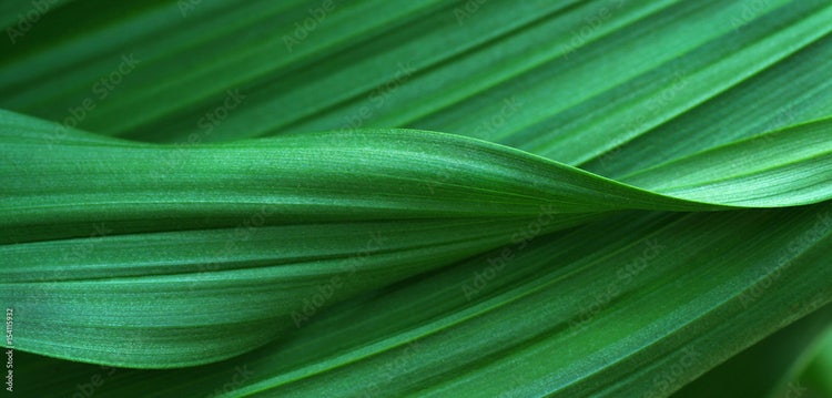 A close up of a leaf Description automatically generated
