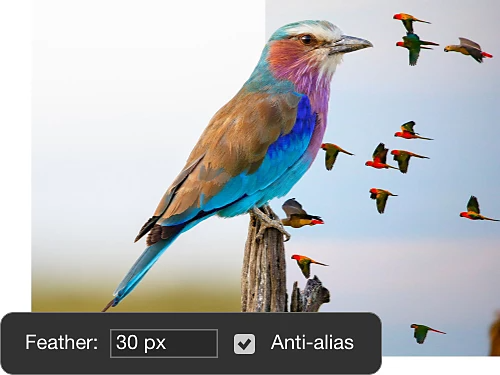 Ein Beispielbild eines Vogels auf das die Funktionen „Weiche Kante“ und „Glätten“ angewendet wurden.