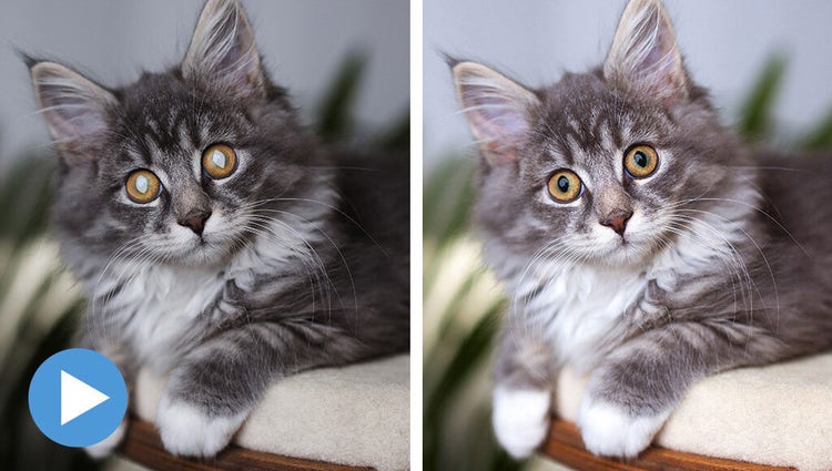 Crea fotos perfectas de tus mascotas