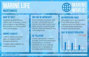 Blue and White Marine life Presentation Poster Research Poster