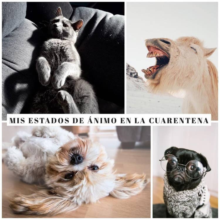 Insertando imagen...