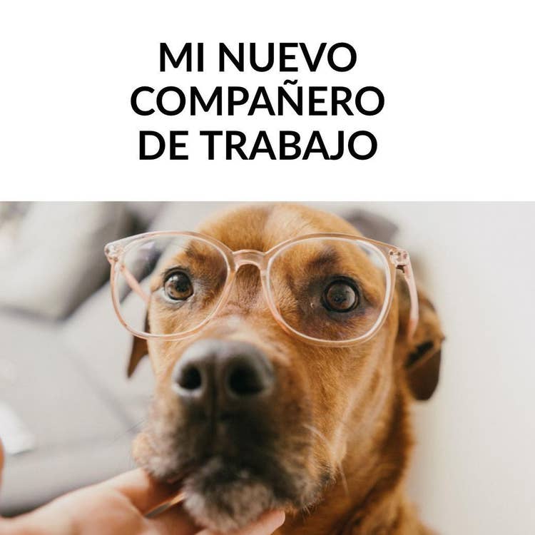 Insertando imagen...