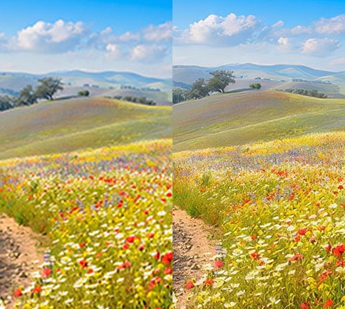 Dos imágenes idénticas en paralelo de un campo lleno de flores. La de la derecha presenta un mayor nivel de detalle gracias al aumento de escala.