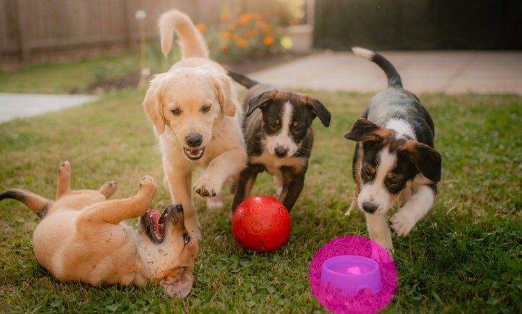 Cachorros jugando en la hierba con un cuenco para perros resaltado para eliminarse.