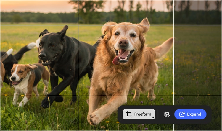Perros corriendo alegremente por la hierba con la escena ampliada en horizontal en Firefly para mostrar más espacio.