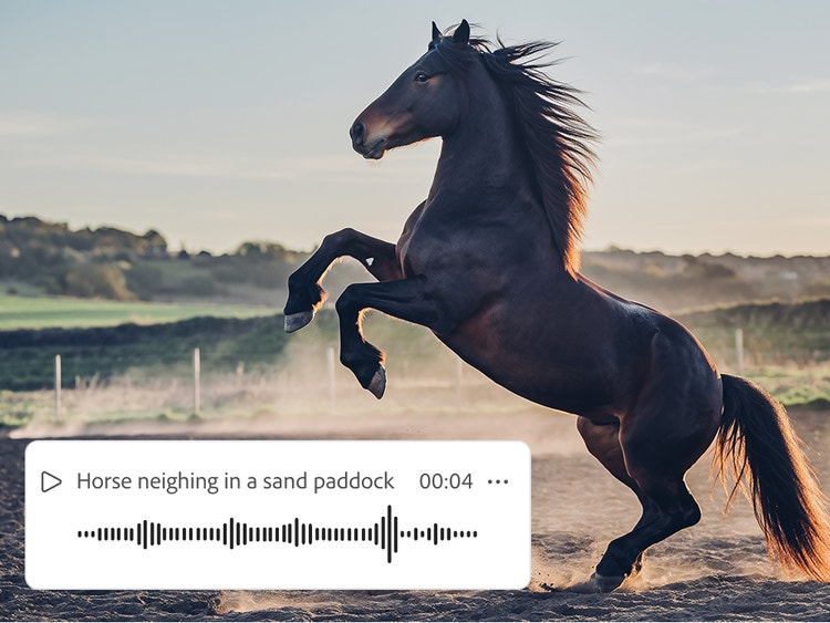 Un caballo encabritándose con una forma de onda de audio y el efecto de sonido “Caballo relinchando en un potrero de arena” superpuestos.