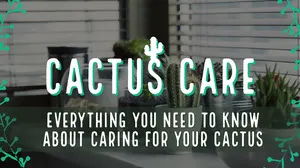 Cactus Houseplant Care Youtube Thumbnail Tumblr Banner