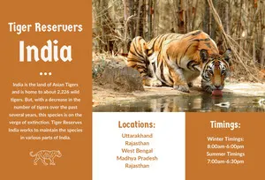 Orange India Travel Brochure with Tiger Travel Brochure
