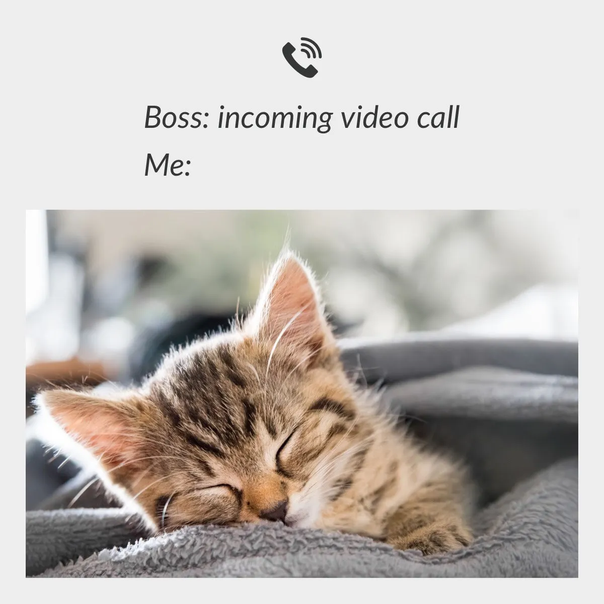 Kitten Video Call WFH Meme