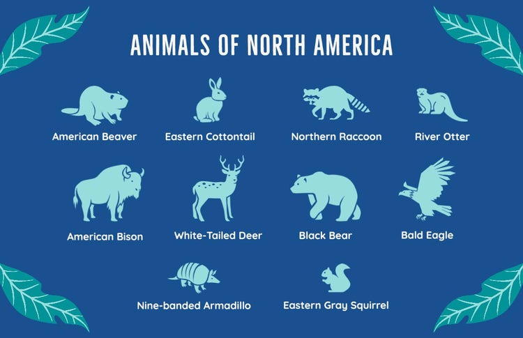 Blue and Green Animals of North America Illustrated Poster