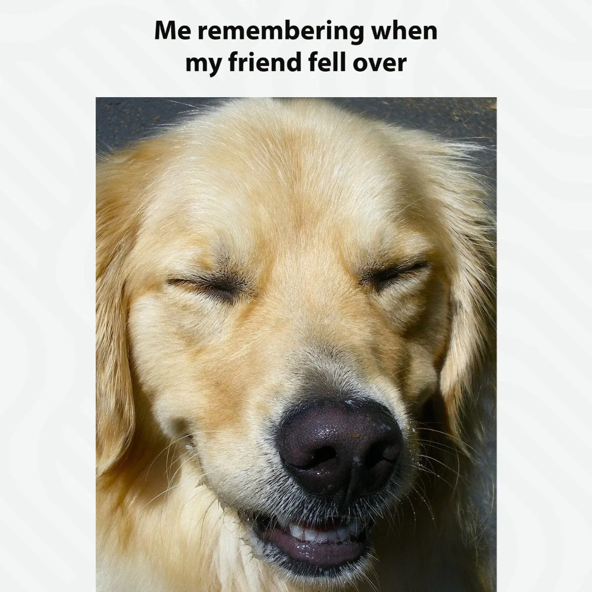 Gray Falling Friend Laughing Dog Meme
