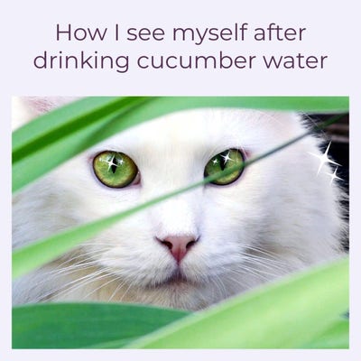 Scared Cat Meme Generator - Piñata Farms - The best meme generator and meme  maker for video & image memes