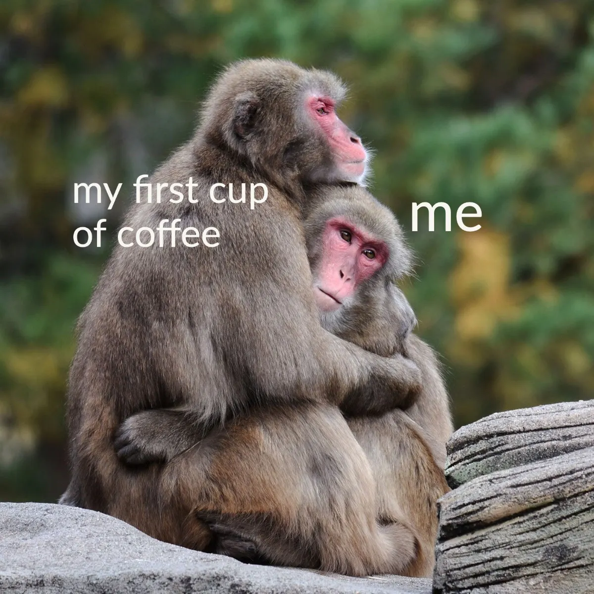 Funny Coffee Monkeys Hugging Meme