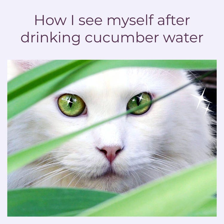 Green And White Cat Meme