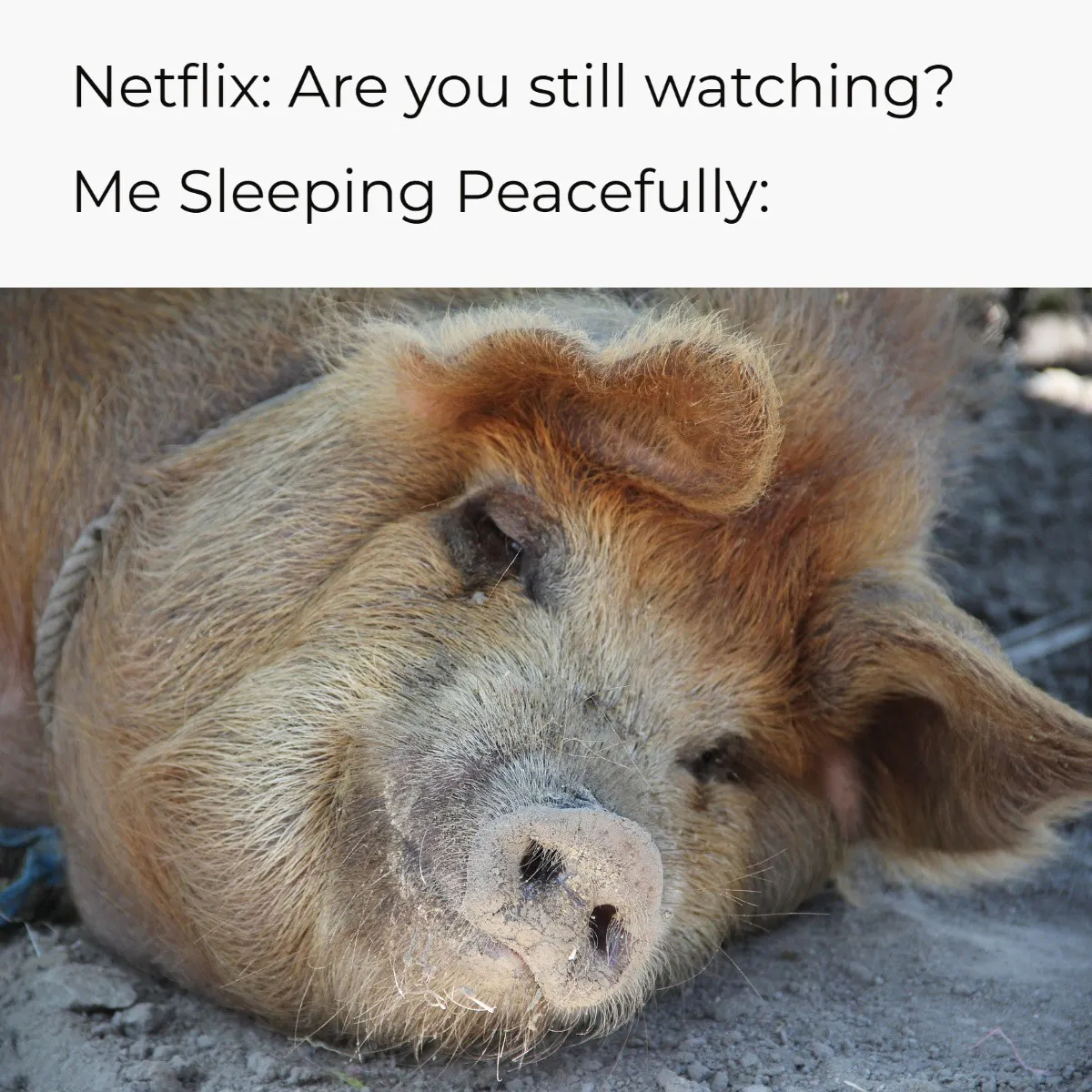 Brown and White Netflix Sleeping Pig Meme
