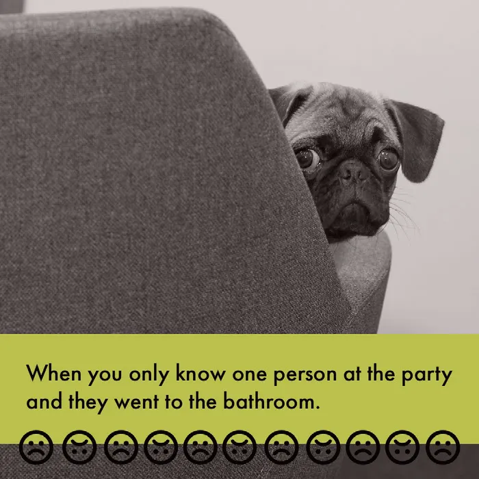 Party Meme with Dog Instagram Square Dog Meme