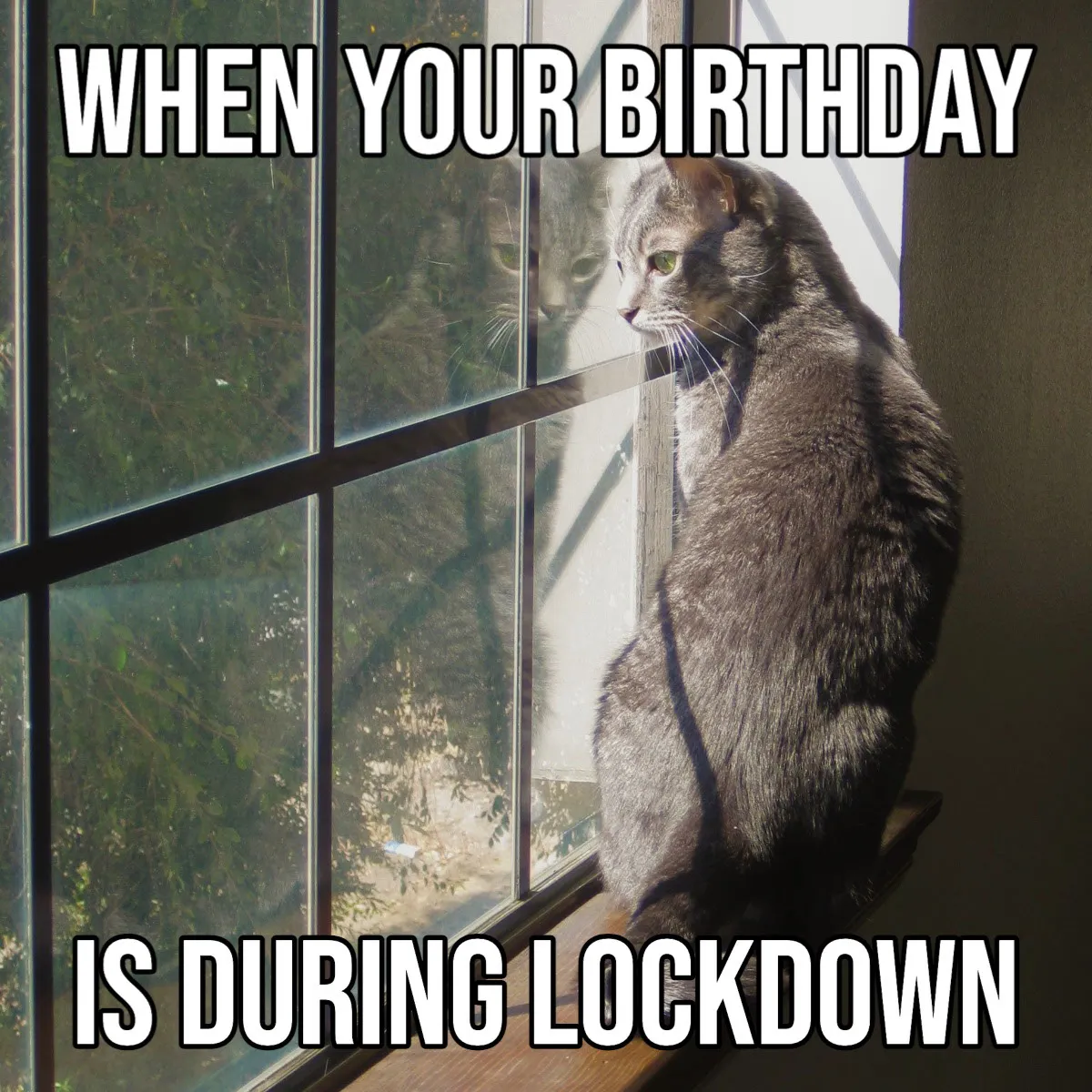  White grey covid birthdays cat window meme