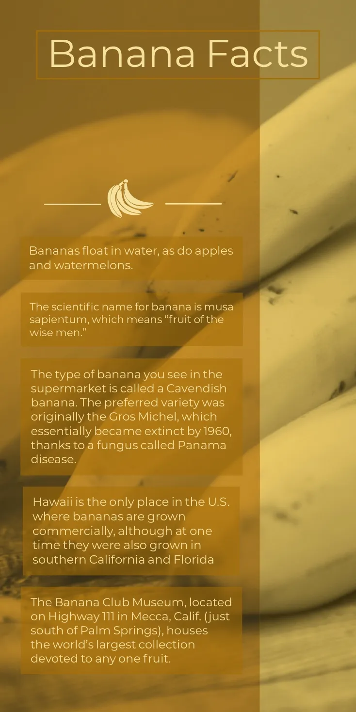 Yellow Banana Facts Infographic