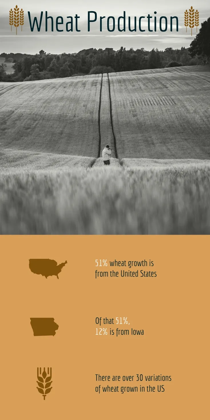 Brown Wheat and Agriculture Infographic with Picture of Field