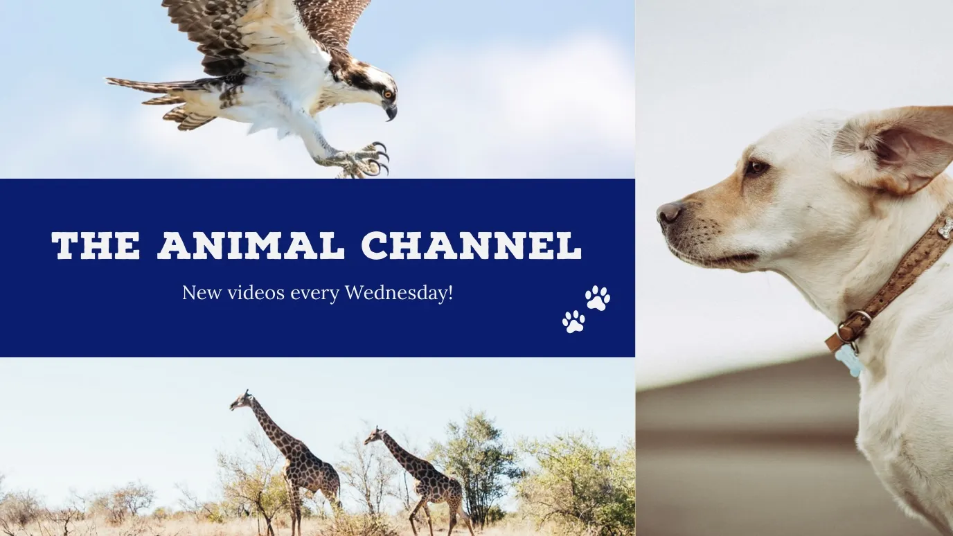Animal Youtube Channel Art with Collage