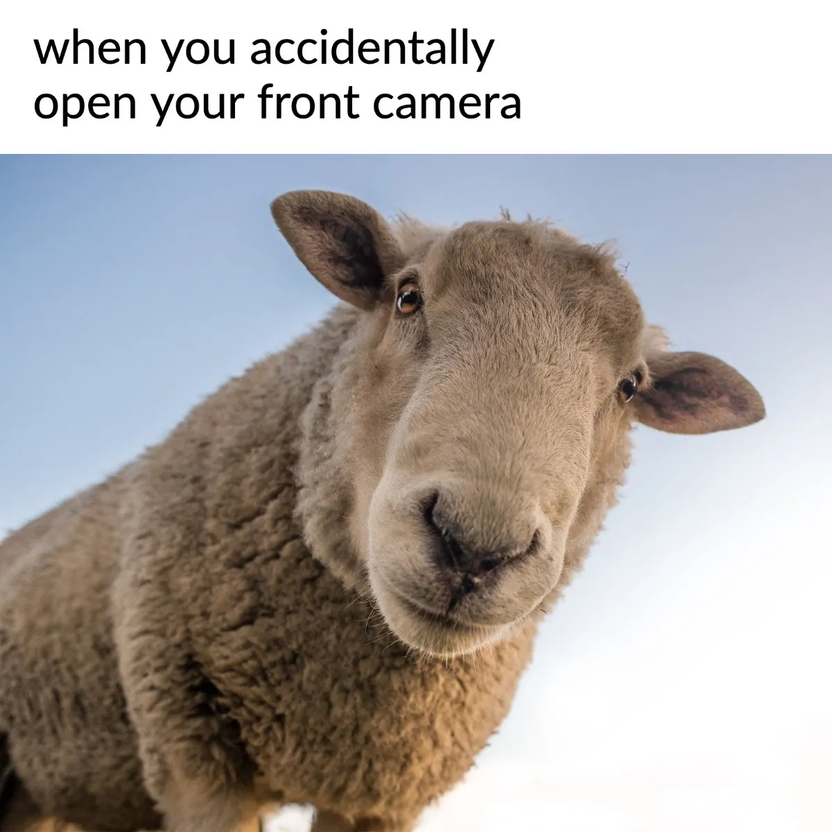 Funny Sheep Animal Meme Open Front Camera