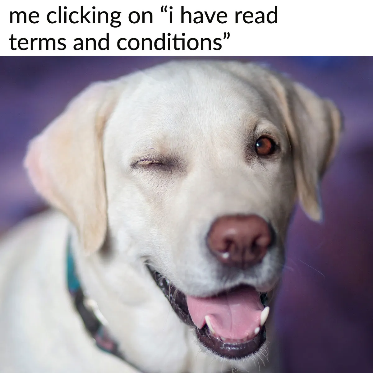 Funny Dog Winking Meme