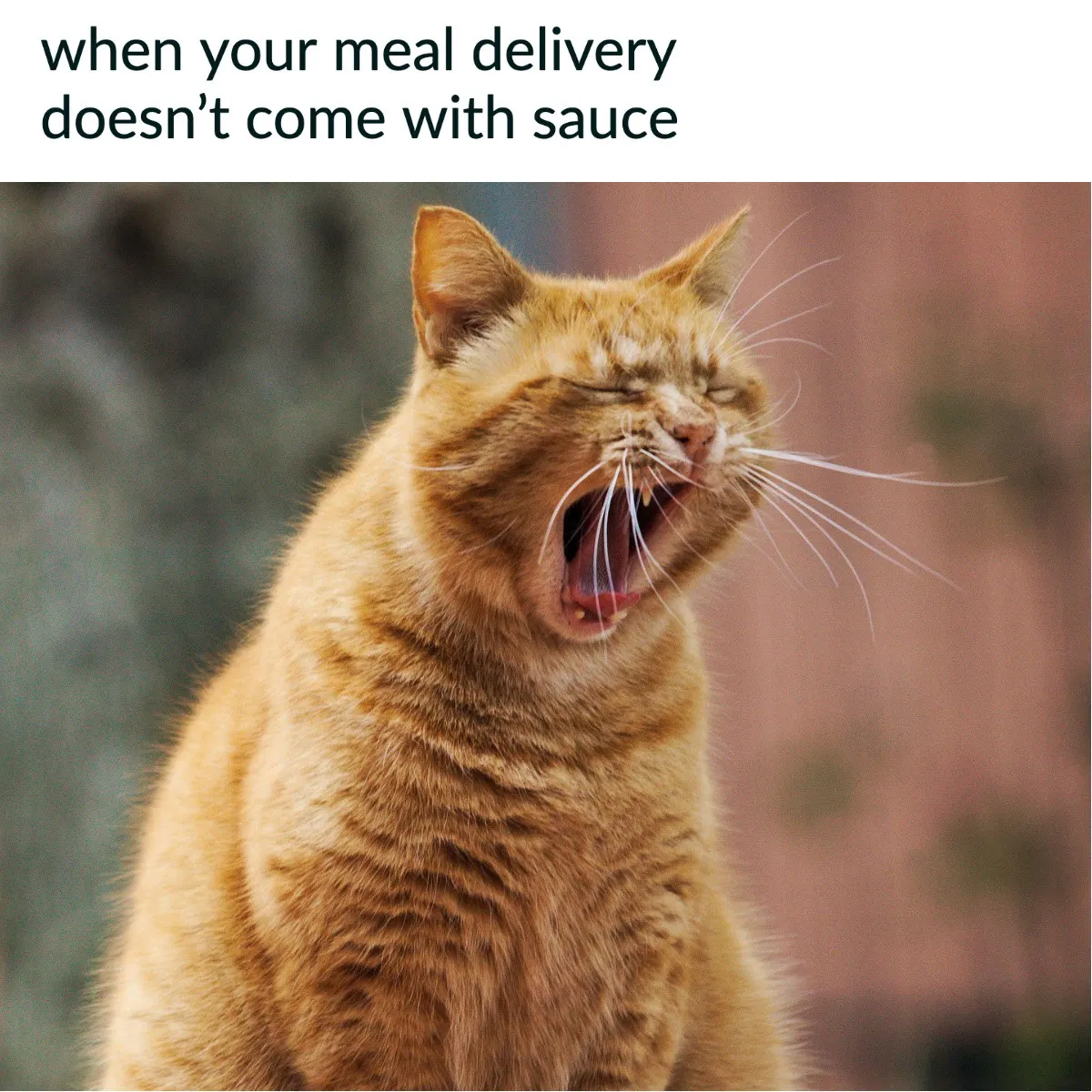 Funny Meal Delivery Angry Cat Meme