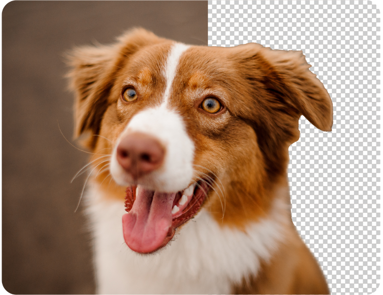 Smiling dog. The right side of the image's background was removed and it is transparent.