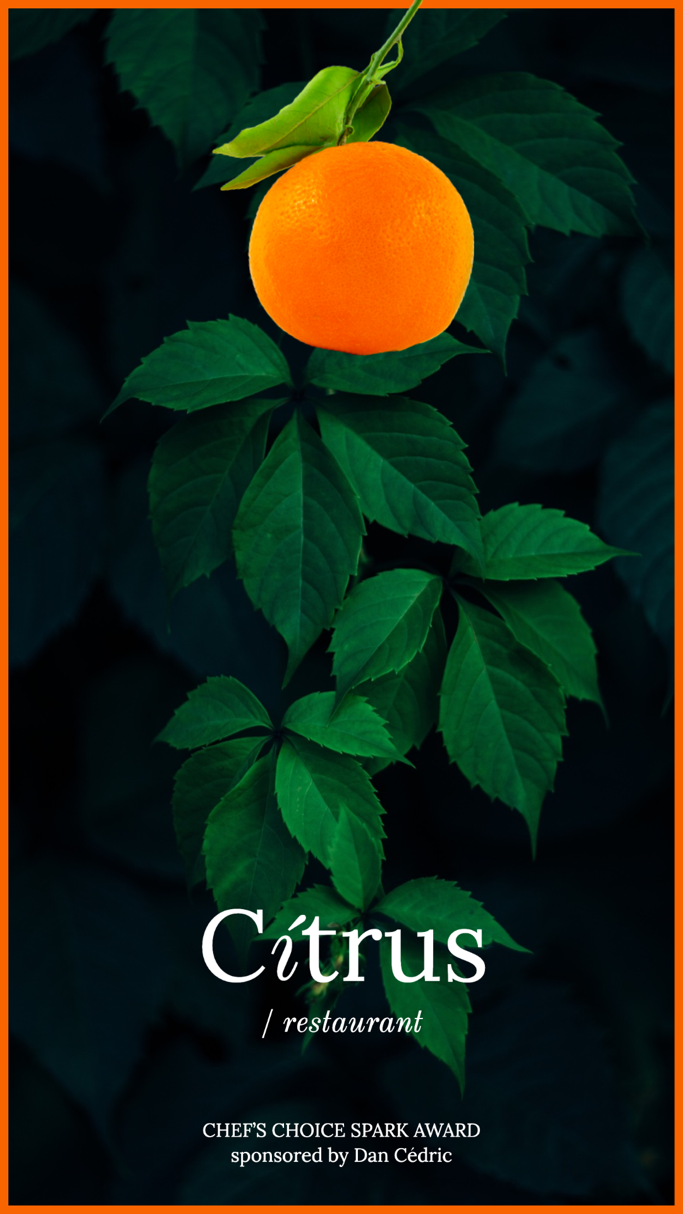 An orange on a tree Description automatically generated with medium confidence