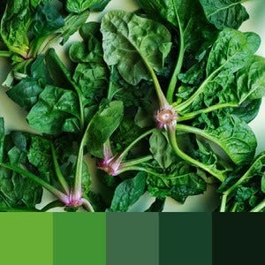 A color palette made from an image of a green leafy vegetable