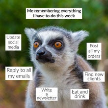 Grey Meerkat Weekly To-Do's Meme