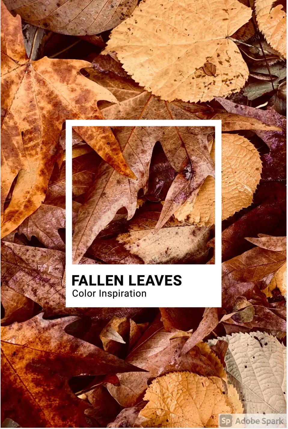 Content creator: Fallen leaves