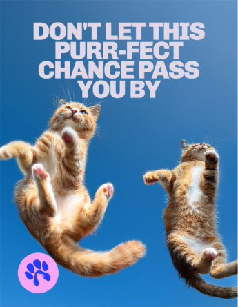 Cats in the air with text saying: Don't let this purr-fect chance pass you by