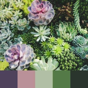 A color palette created from an image of green and purple succulents