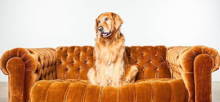 Golden retriever photographed sitting in the centre of a burnt orange couch