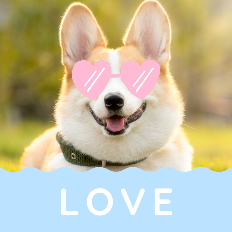 An Instagram post of a corgi wearing graphic pink heart sunglasses with the word "love" at the bottom against a blue wavy backdrop